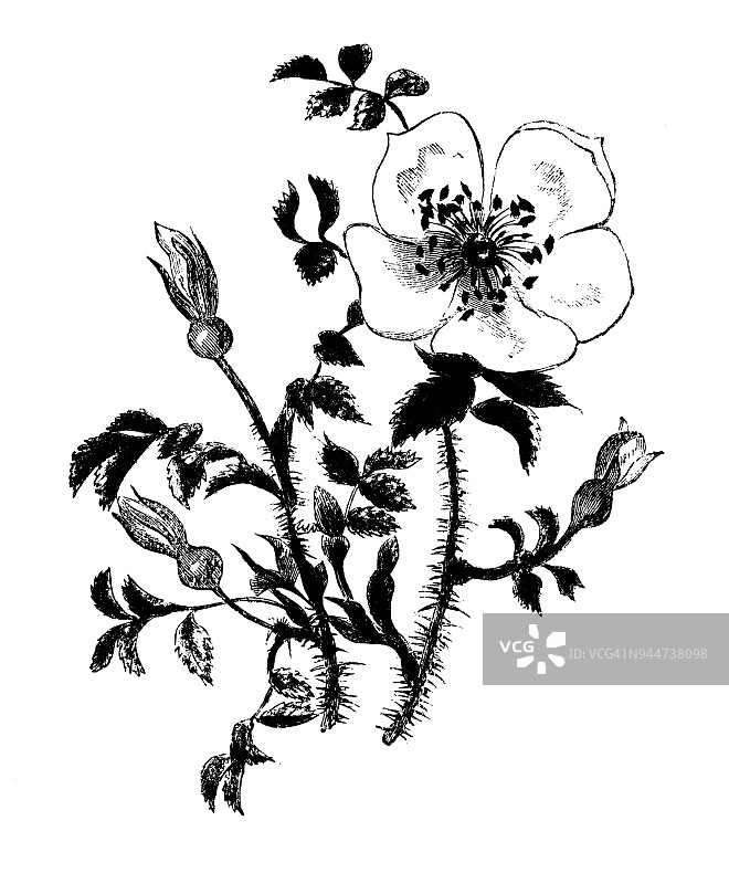 植物学植物仿古雕刻插图:蔷薇图片素材