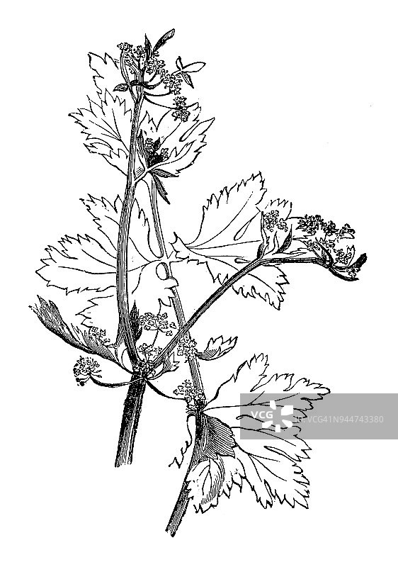 植物学植物仿古雕刻插图:芹菜(Apium grave - olens)图片素材