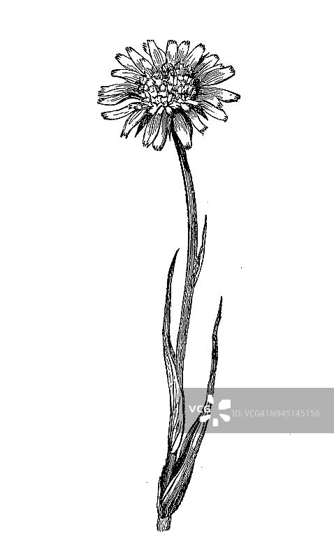 植物学植物仿古雕刻插图:角茅草甸(草甸salsify，艳丽山羊须)图片素材