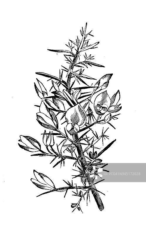植物学植物仿古雕刻插图:金雀花(金雀花，普通金雀花，金雀花)图片素材