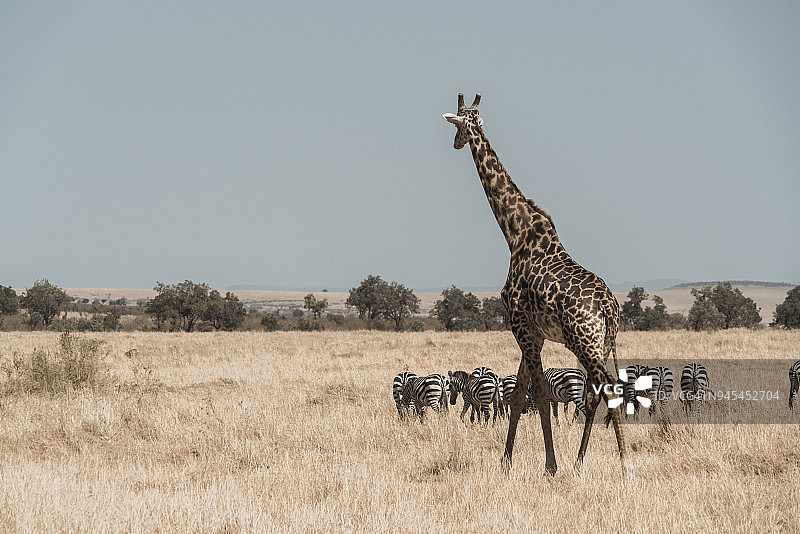 大草原上的单身长颈鹿和斑马图片素材