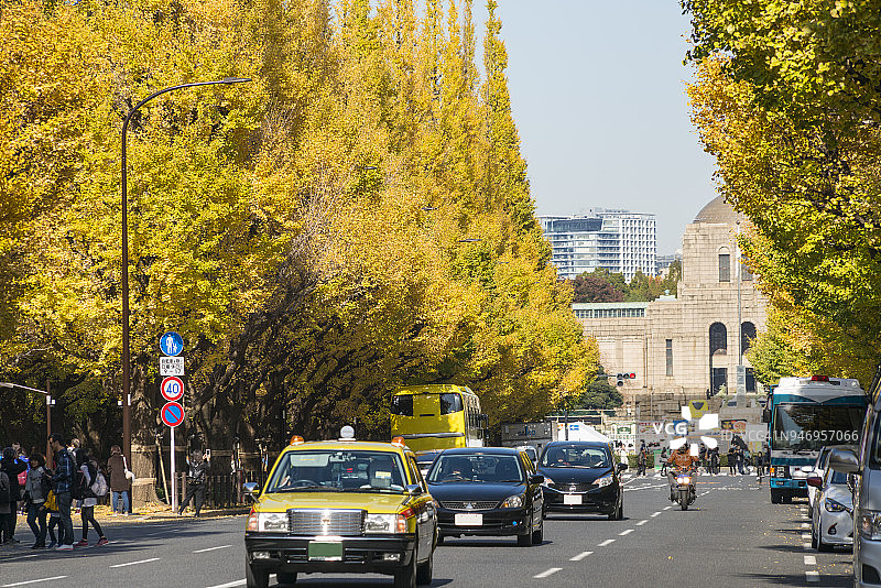 2017年11月17日，日本东京千代田区，银杏树环绕着银杏树大道和交通。后面是明治纪念馆画廊(明治神州圣德博物馆)。图片素材
