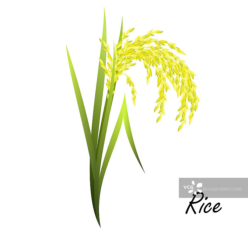 水稻(水稻，亚洲水稻)，现实的矢量插图。图片素材