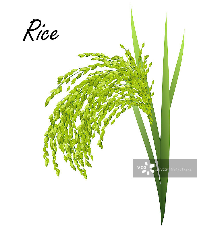 水稻植物(水稻，亚洲水稻)，现实的矢量插图。图片素材