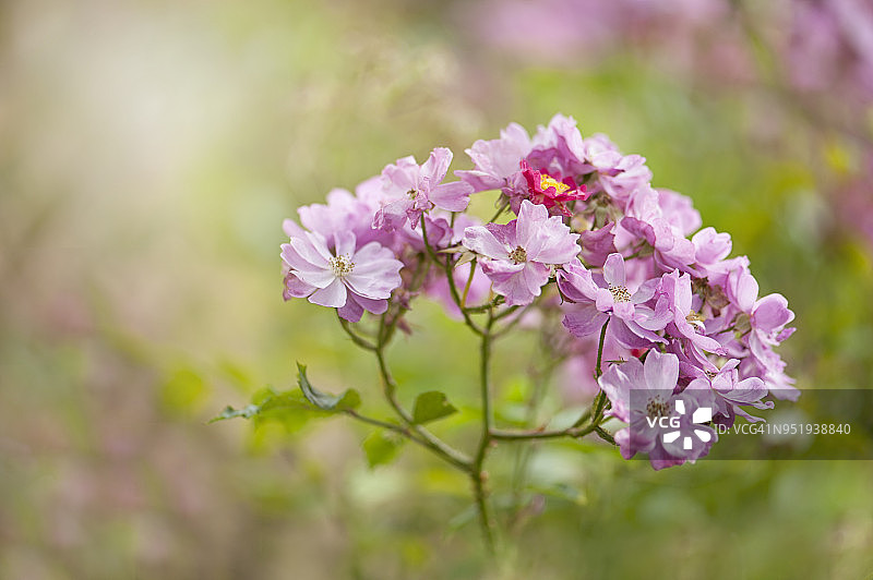 美丽的夏季开花灌木蔷薇“昨天”粉红色玫瑰图片素材
