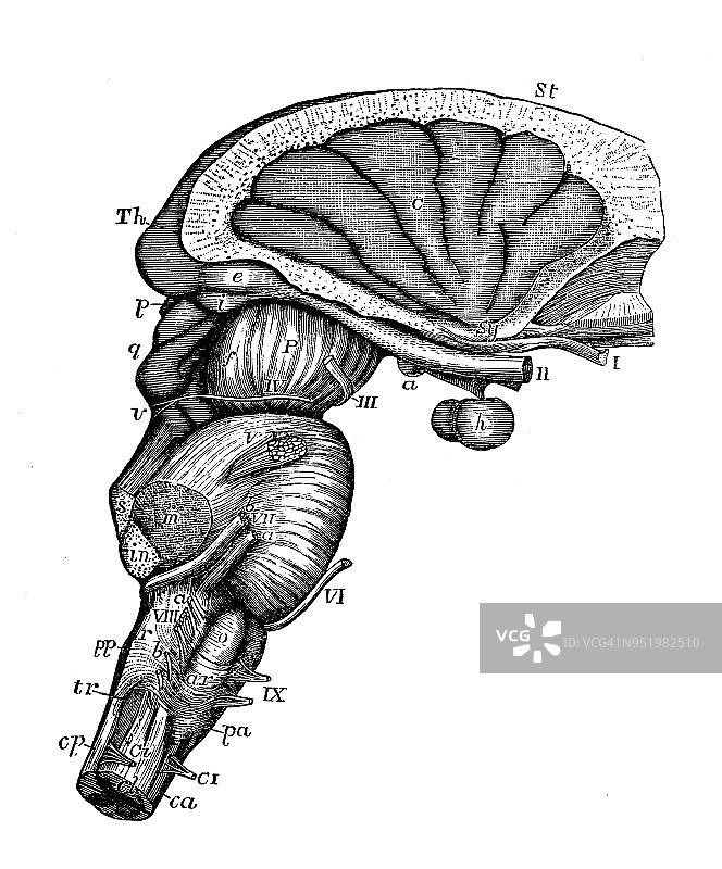 人体解剖学古董插图神经系统:瓦罗利桥，延髓，大脑脚图片素材