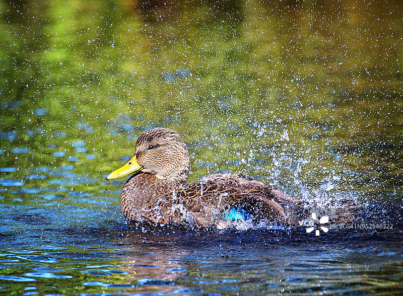 一只母野鸭在绿色和蓝色溅水的侧面图片素材