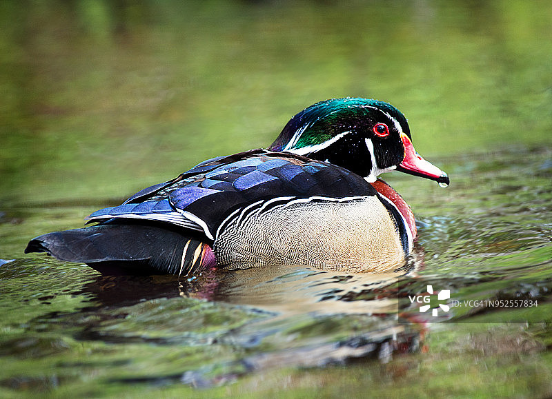 长岛美丽的绿水里的雄性木鸭图片素材