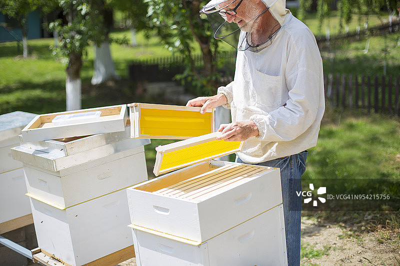 养蜂人在检查蜂箱的蜂窝图片素材