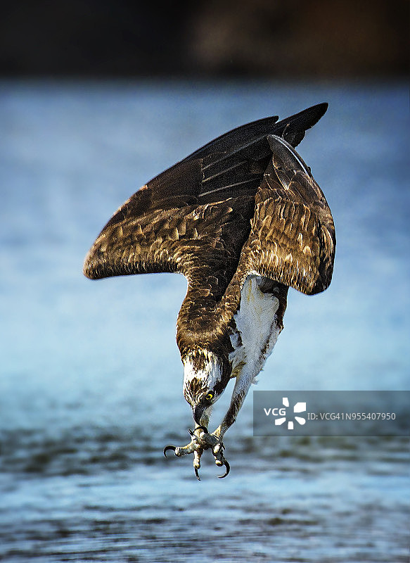 贝尔蒙特湖州立公园潜水模式下的鱼鹰强度图片素材