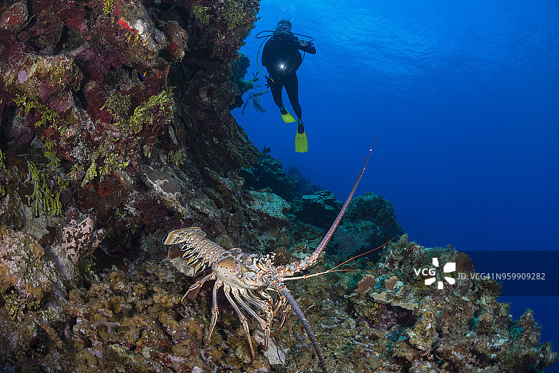 多刺的龙虾和潜水员图片素材