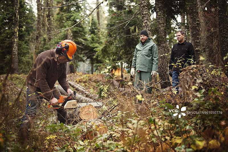 伐木工人在森林里用电锯锯树干图片素材