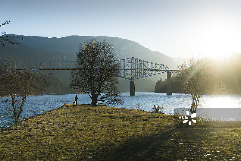 远眺，金毛猎犬站在河岸边的悬臂桥旁图片素材