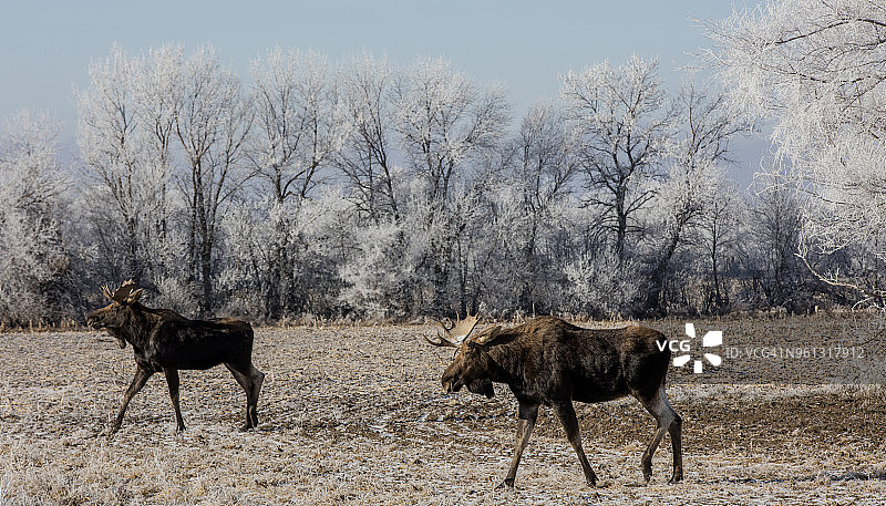 冬季森林里的驼鹿站在田野上的侧视图图片素材