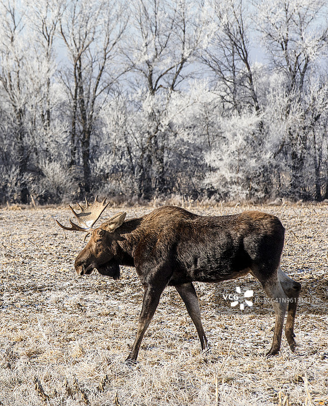 冬天，麋鹿站在森林的田野上图片素材