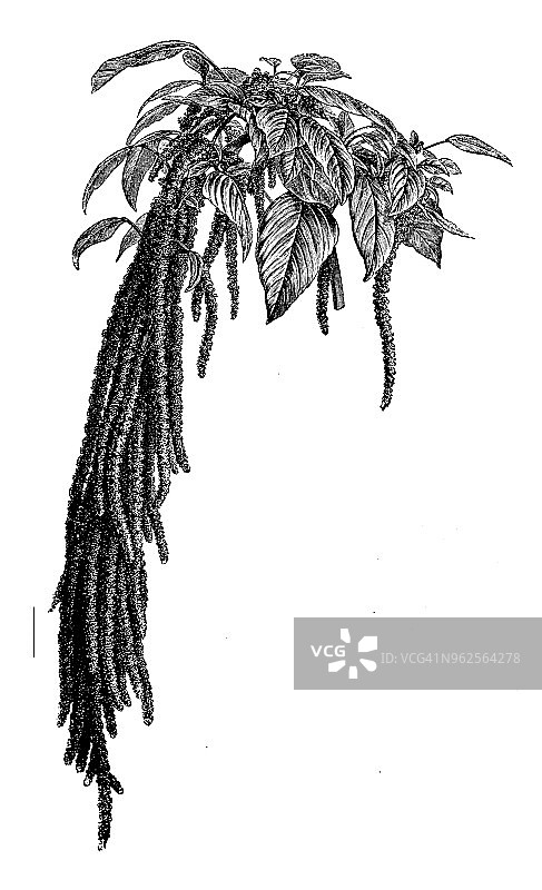 植物学植物古版画插图:尾苋图片素材