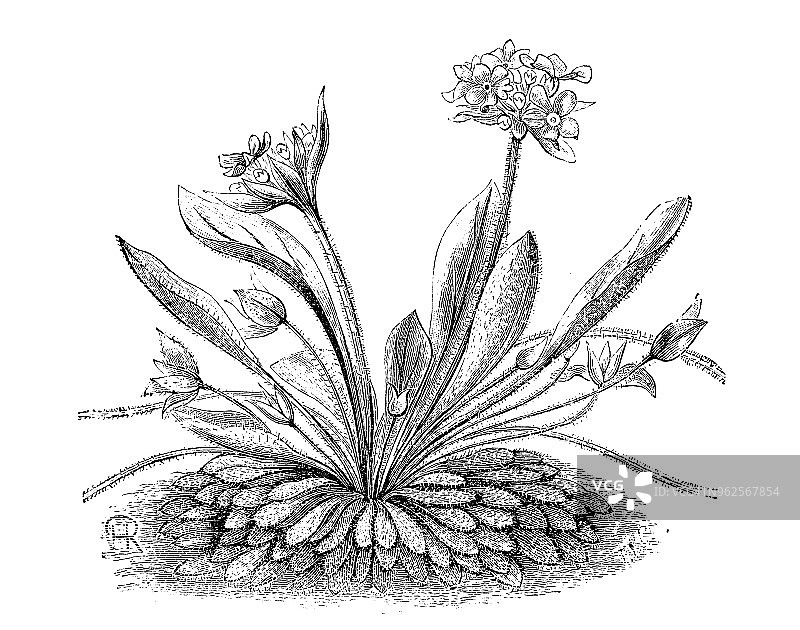 植物学植物仿古雕刻插图:Androsace sarmentosa(石茉莉)图片素材