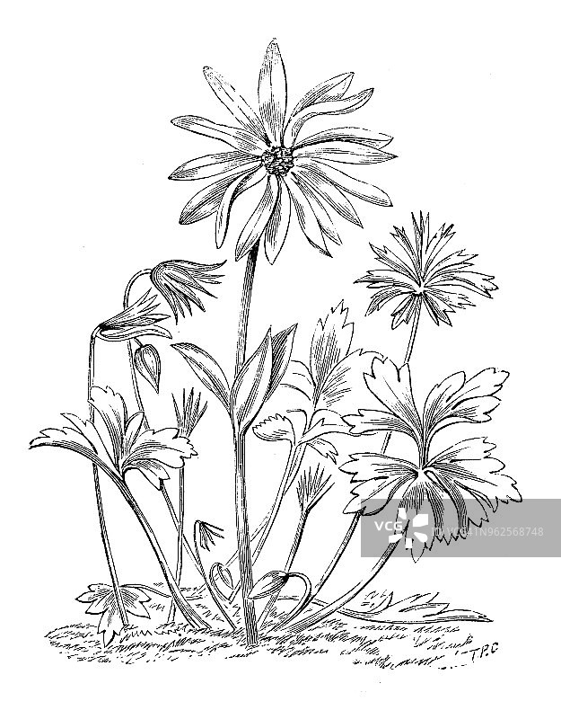 植物学植物仿古雕刻插图:银莲花图片素材