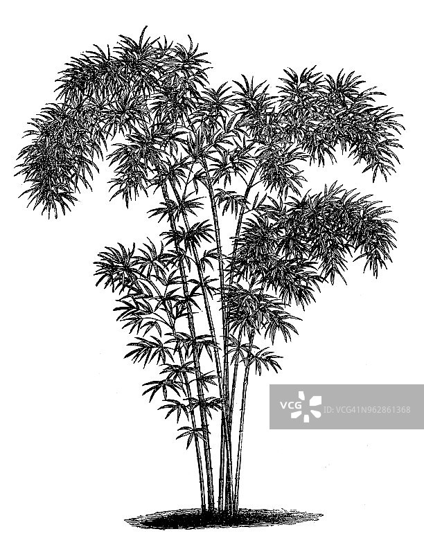 植物学植物古版画插图:竹娜娜图片素材