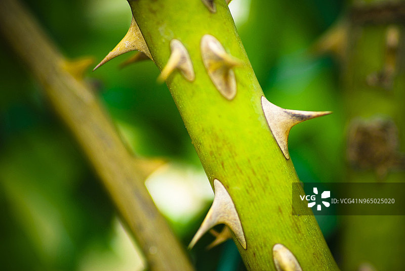 植物茎上的刺的特写图片素材