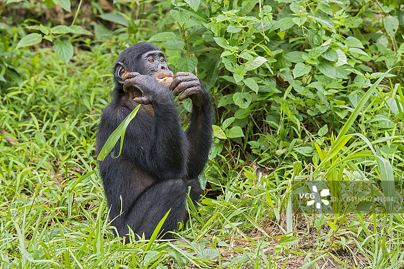 幼年倭黑猩猩的肖像(侏儒黑猩猩)图片素材