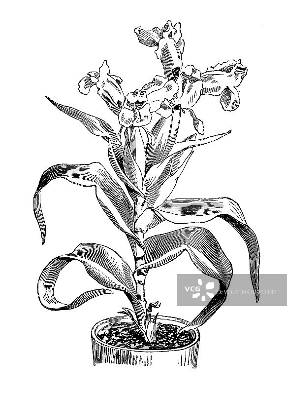 植物学植物古版画插图:白虹膜图片素材