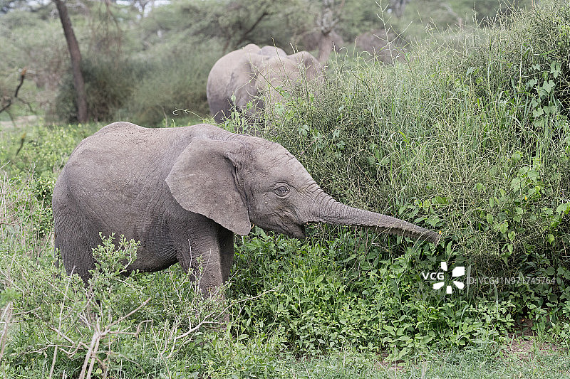 孤独的雄性大象图片素材
