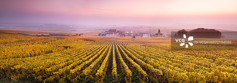 日出时薄雾中的葡萄园，奥格，香槟，法国图片素材