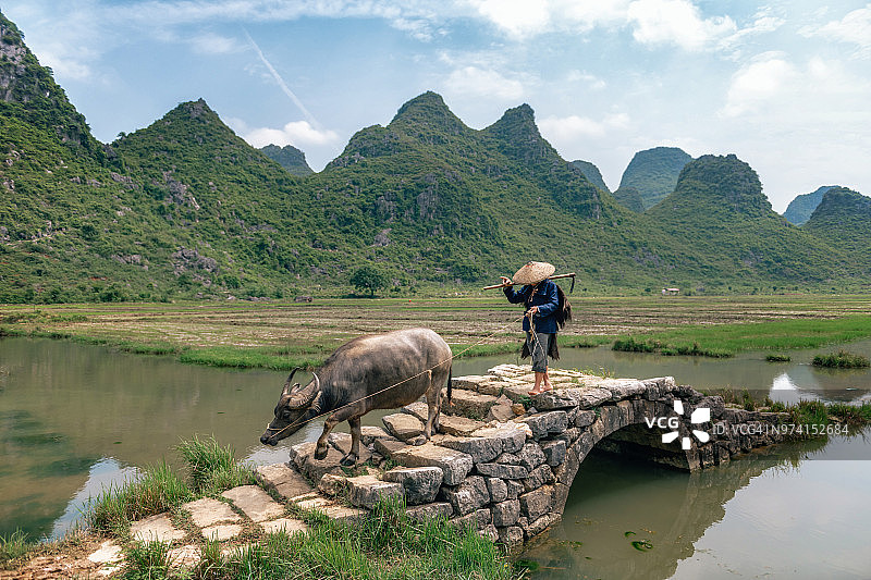 中国农民和水牛在石桥上图片素材