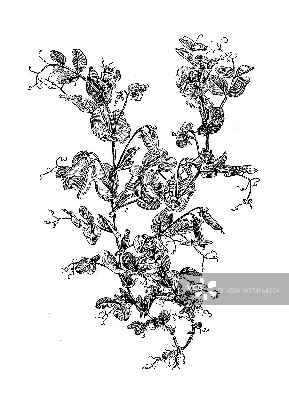 植物学植物仿古雕刻插图:豌豆园图片素材