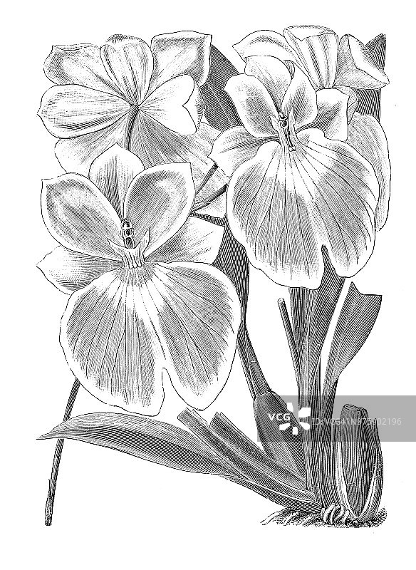 植物学植物古版画插图:白刺草图片素材