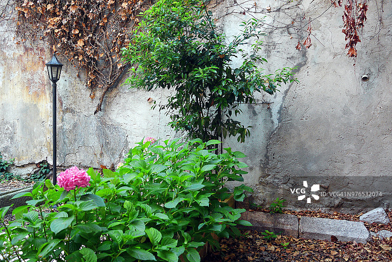 有常春藤和粉红色绣球花的浪漫花园墙图片素材