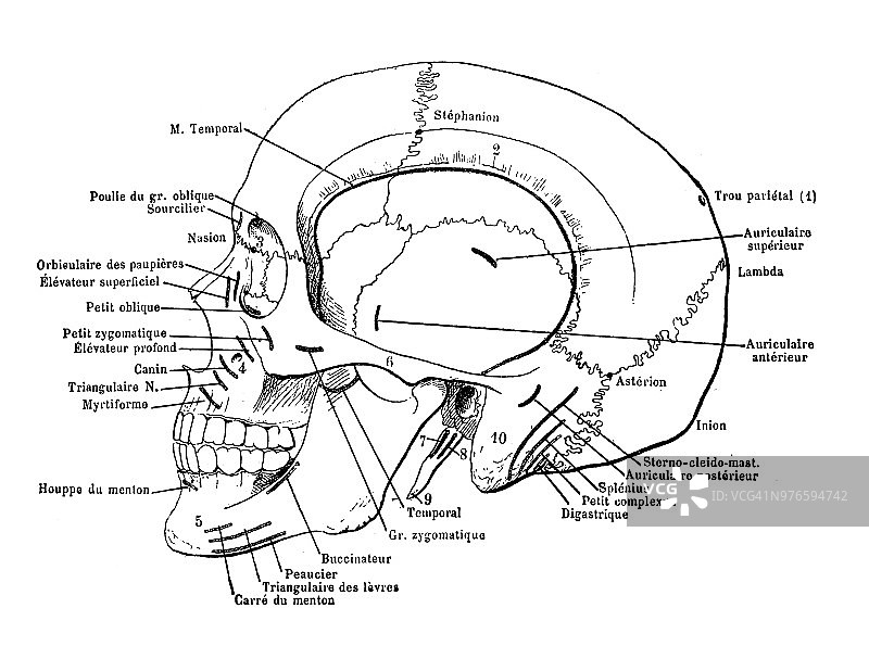 人类头骨，肌肉交叉图片素材