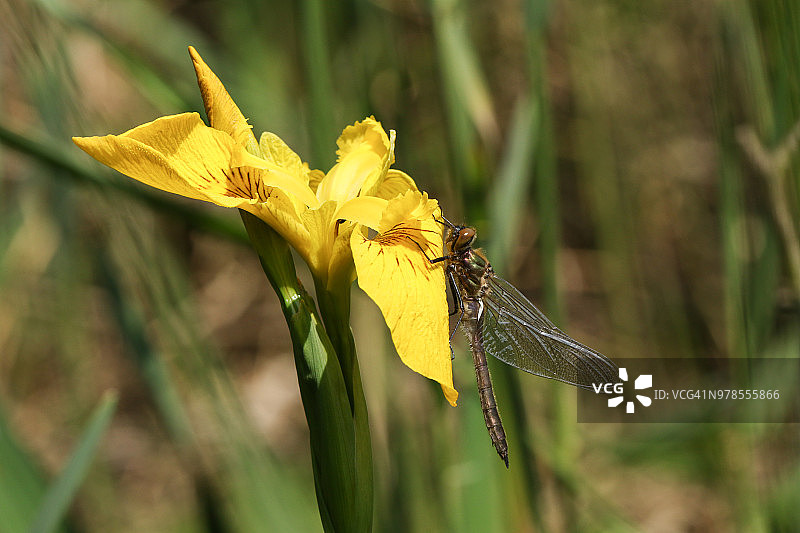 一只罕见的翡翠蜻蜓(Cordulia aenea)栖息在黄色的旗花上。图片素材