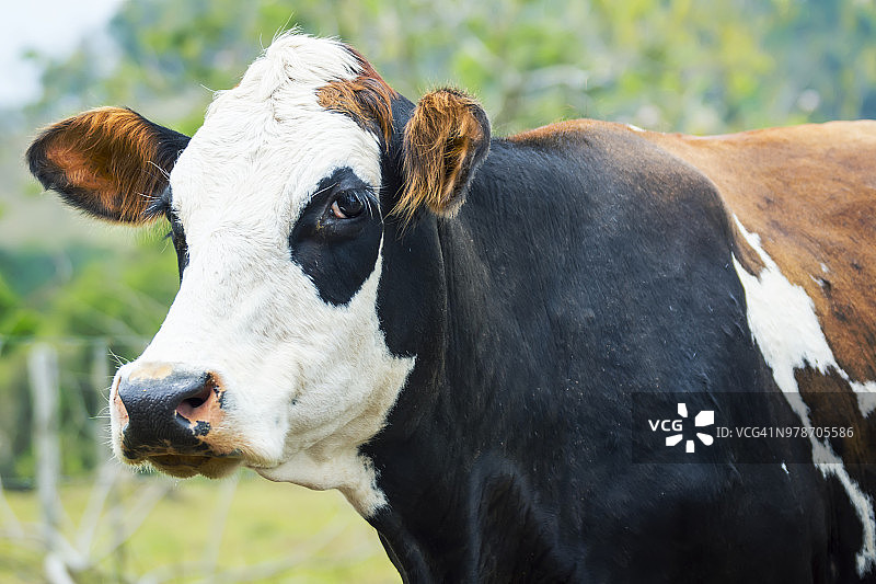 奶牛在田野上吃草的肖像图片素材
