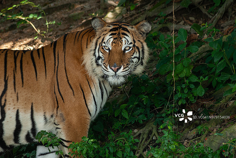 一只孟加拉虎在绿色森林和石头背景的近距离肖像图片素材