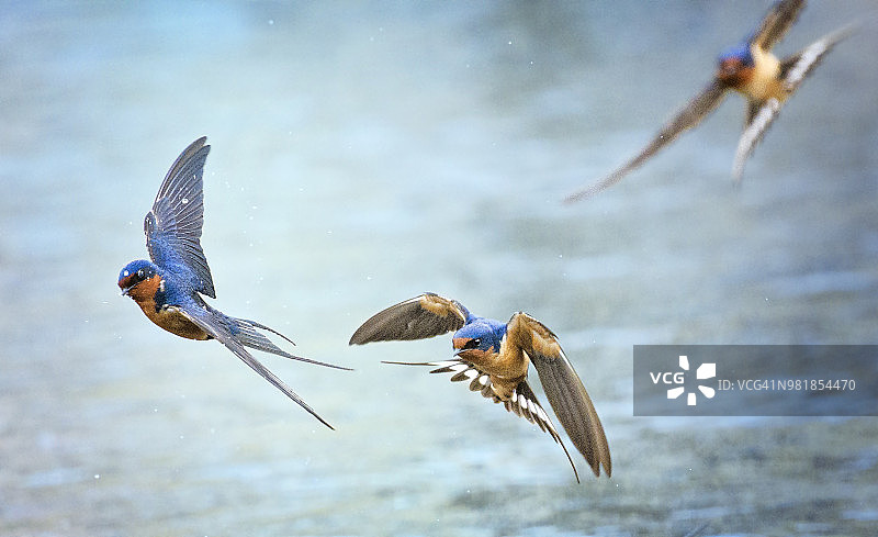家燕在对着蓝色的水飞行图片素材