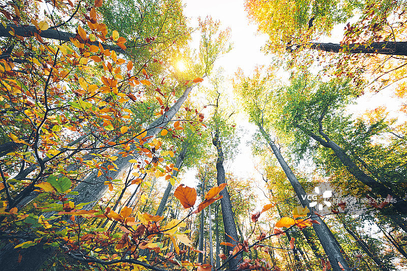 秋天的森林图片素材