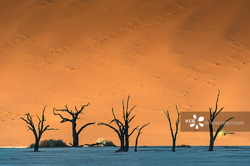 非洲纳米比亚-瑙克鲁夫特公园索苏斯瓦莱的德德夫雷盐土上的枯树图片素材