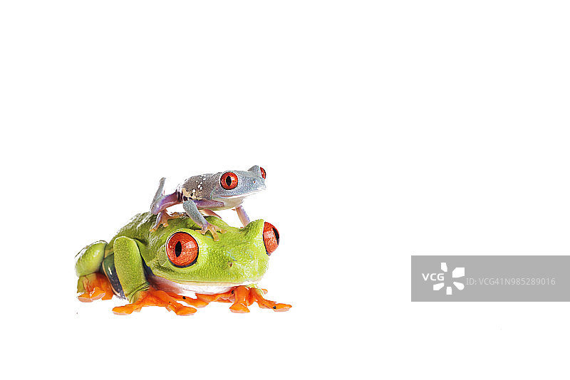 红眼树蛙和小树蛙在孤立的白色背景上图片素材