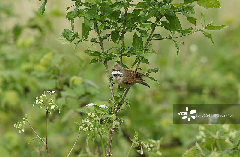 一只美丽的白喉鸟(Sylvia communis)栖息在一个小灌木丛中歌唱。图片素材