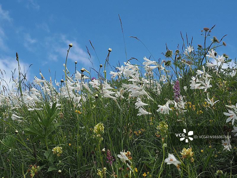 五颜六色的野花和圣布鲁诺百合(天堂百合)图片素材