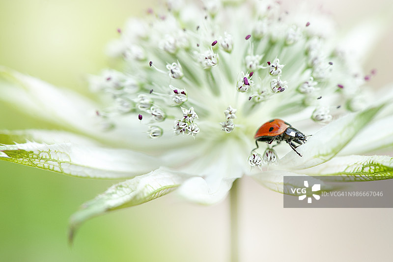 特写图像的一个7点瓢虫在一个白色的大Astrantia，夏季花通常被称为Masterwort或海蒂的针垫图片素材