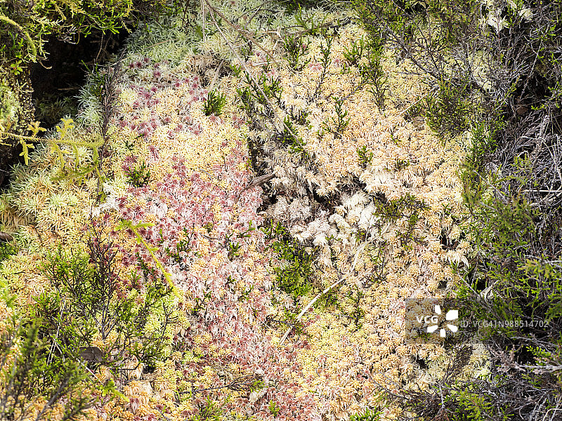 全框彩色苔藓和地衣在土壤的森林，Terceira岛在亚速尔群岛，葡萄牙。图片素材