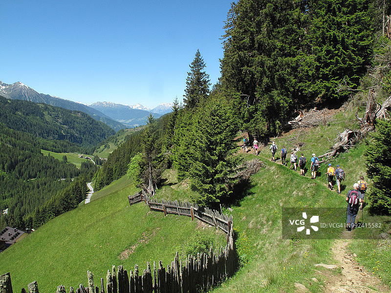 在奥地利的Tirol Kuhtai山谷里，一群徒步旅行者正排成纵队走在一条松树林间的山间小径上图片素材