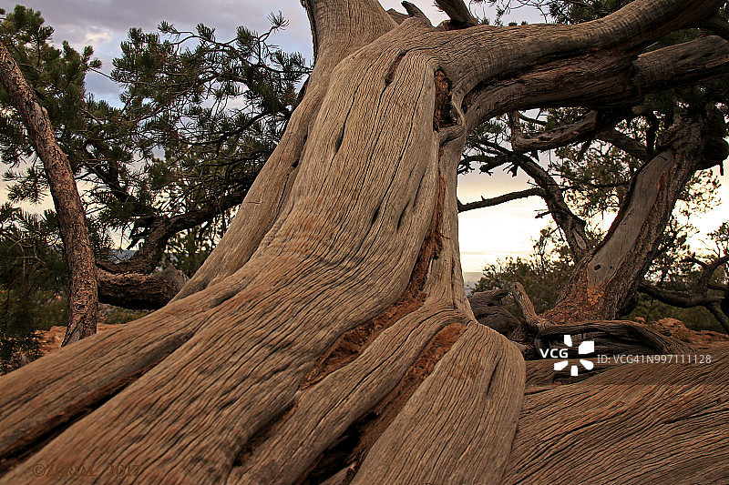 低角度的杜松树树干显示根，纹理和树皮的模式图片素材