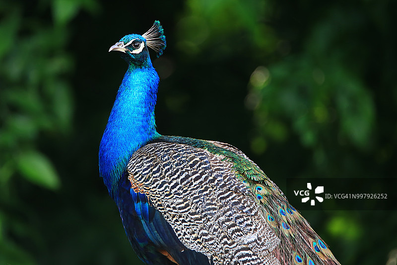 野生孔雀鸟的肖像，印度蓝孔雀(Pavo cristatus)图片素材