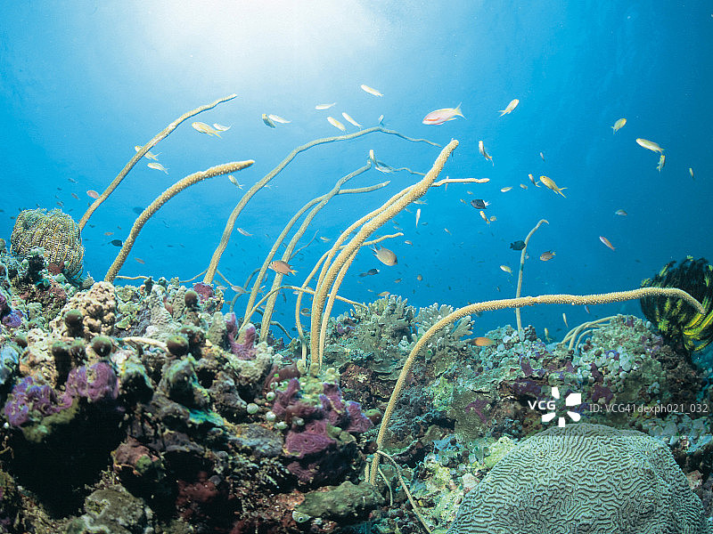 灯光照在珊瑚礁和鱼群上图片素材