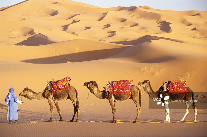 摩洛哥，撒哈拉沙漠，一个人抱着三头骆驼图片素材