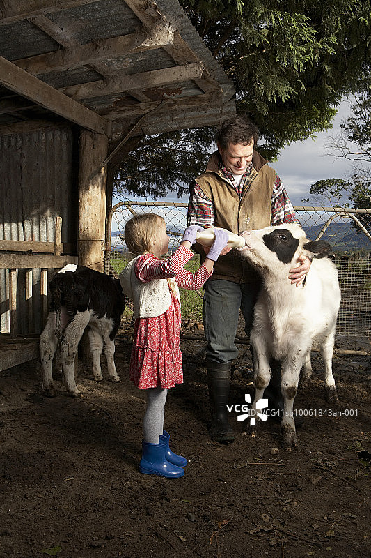 小女孩(6-7)协助父亲喂养小牛图片素材